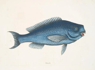 Mark Catesby - Novacula The Blue Fish.webp