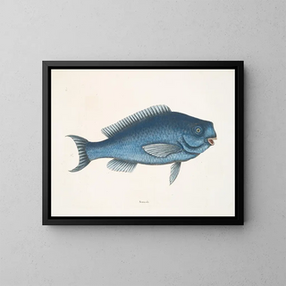 Mark Catesby - Novacula The Blue Fish.webp