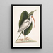 Numenius albus Le courlis blanc - Mark Catesby — quadro incorniciato alla parete