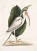 Numenius albus Le courlis blanc - Mark Catesby — vista dell’opera