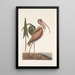 Numenius fuscus Le courlis brun - Mark Catesby — quadro incorniciato alla parete