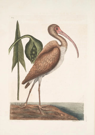 Mark Catesby - Numenius fuscus The Brown Curlew.webp