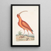Numenius ruber Le courlis rouge - Mark Catesby — quadro incorniciato alla parete