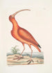 Numenius ruber Le courlis rouge - Mark Catesby — vista dell’opera