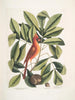 Nux juglans Virginiana alba c Le caryer Le noyer Coccothraustes ruber L'oiseau rouge - Mark Catesby — vista dell’opera