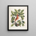 Nux juglans Virginiana alba c Le caryer Le noyer Coccothraustes ruber L'oiseau rouge - Mark Catesby — quadro incorniciato alla parete