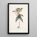 Oenanthe Americana La paruline à poitrine jaune Solanum c - Mark Catesby — quadro incorniciato alla parete
