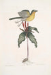 Oenanthe Americana La paruline à poitrine jaune Solanum c - Mark Catesby — vista dell’opera