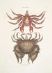 Pagurus Maculatus Le crabe pagure tacheté Cancer chelis crassissimis Le crabe à carapace rugueuse - Mark Catesby — vista dell’opera
