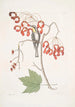 Parus Americanus Gutture luteo La mésange à gorge jaune Acer Virginianum folio majore L'érable à fleurs rouges - Mark Catesby — vista dell’opera