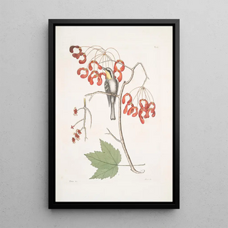 Mark Catesby - Parus Americanus Gutture luteo the yellowthroated creeper Acer Virginianum folio majore The Red flowering maple.webp