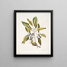 Parus Americanus lutescens Il Grimpereau dei pini Ligustrum Lauri folio Il Laurier a bacche porpora - Mark Catesby — quadro incorniciato alla parete