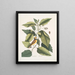 Parus cuculo nero La cinciallegra con cappuccio Tupelo Arbor L'acqua Tupelo - Mark Catesby — quadro incorniciato alla parete