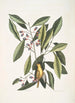 Parus luteus La Mésange Jaune Laurus Carolinensis Le Laurier Rouge - Mark Catesby — vista dell’opera