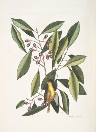 Mark Catesby - Parus luteus The Yellow Titmous Laurus Carolinensis The Red Bay.webp