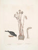 Passer le chapitre Nivaluis The Snowbird Orobanche Virginiana c Broomrape Fungus dans Toadstool - Mark Catesby — vista dell’opera
