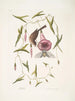 Passerculus Le petit passero Convulvulus Caroliniensis Il liseron porpora della Carolina - Mark Catesby — vista dell’opera