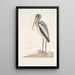 Pelicanus Sylvaticus Le Pélican des Bois - Mark Catesby — quadro incorniciato alla parete