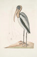 Pelicanus Sylvaticus Le Pélican des Bois - Mark Catesby — vista dell’opera