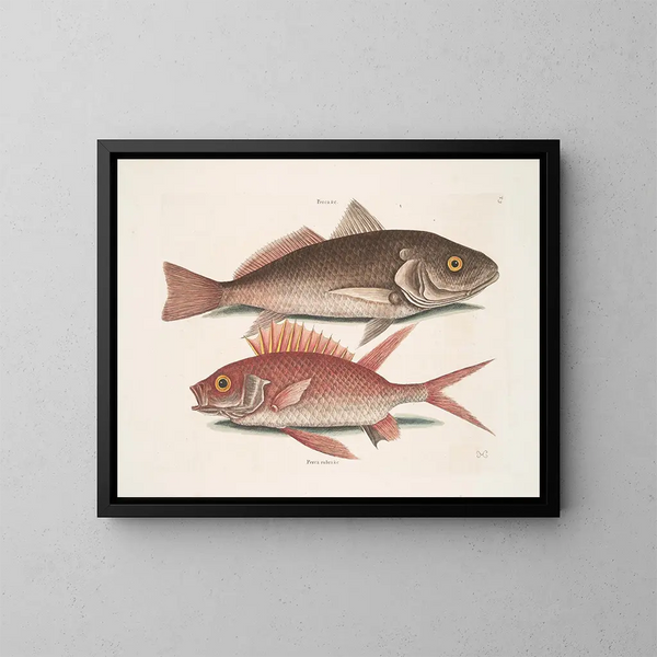 Perca et le Crocodile Perca rubra et l'Écureuil - Mark Catesby — quadro incorniciato alla parete
