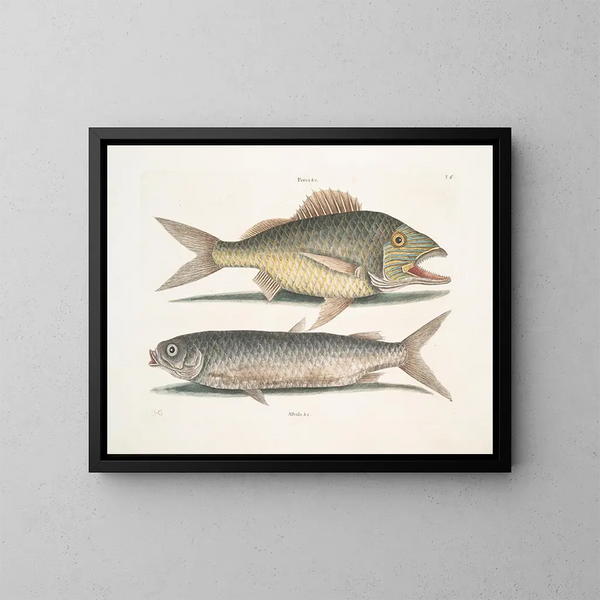Le mulet - Mark Catesby — quadro incorniciato alla parete