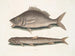Perca, il pesce di Margate, Saurus, il falco di mare - Mark Catesby — vista dell’opera
