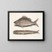 Perca, il pesce di Margate, Saurus, il falco di mare - Mark Catesby — quadro incorniciato alla parete