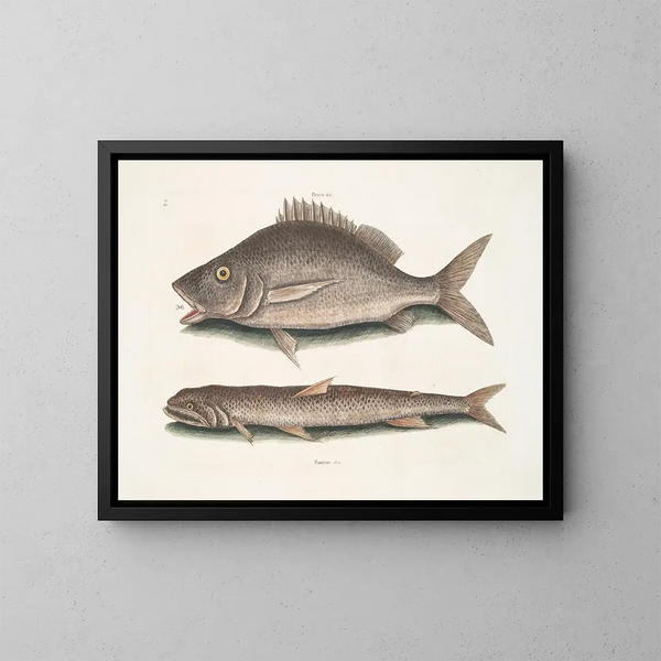 Perca, il pesce di Margate, Saurus, il falco di mare - Mark Catesby — quadro incorniciato alla parete