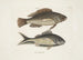 Perca c Le poisson nègre Perca cauda nigra La queue noire - Mark Catesby — vista dell’opera