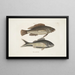 Perca c Le poisson nègre Perca cauda nigra La queue noire - Mark Catesby — quadro incorniciato alla parete