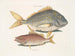 Il pesce porc Perca rhomboidalis e il capo scuola Perca pinnis - Mark Catesby — vista dell’opera