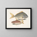 Il pesce porc Perca rhomboidalis e il capo scuola Perca pinnis - Mark Catesby — quadro incorniciato alla parete
