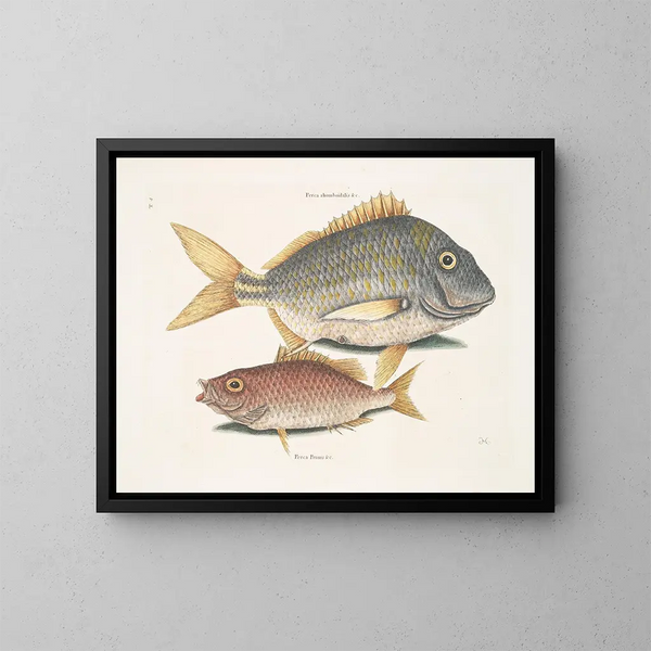 Il pesce porc Perca rhomboidalis e il capo scuola Perca pinnis - Mark Catesby — quadro incorniciato alla parete