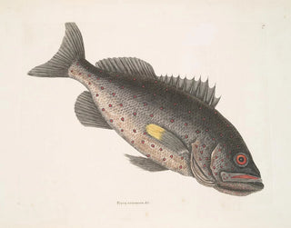 Pesce-perca velenoso c Il RockFish - Mark Catesby — vista dell’opera