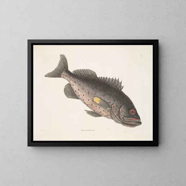 Pesce-perca velenoso c Il RockFish - Mark Catesby — quadro incorniciato alla parete