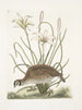 Perdrix sauvage de Virginie La perdrix d'Amérique Lilio narcissus Virginiensis Le lys Attamusco - Mark Catesby — vista dell’opera