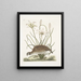Perdrix sauvage de Virginie La perdrix d'Amérique Lilio narcissus Virginiensis Le lys Attamusco - Mark Catesby — quadro incorniciato alla parete