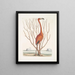 Phoenicopterus Bahamensis Il Fenicottero rosa Keratophiton c - Mark Catesby — quadro incorniciato alla parete