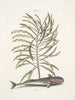 Phylantus c. Remora Il pesce succhione - Mark Catesby — vista dell’opera