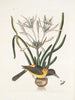 Pica luteonigra varia Le Pye jaune et noir Lilio-Narcissus Polianthus Vespa Ichneumon coerulea - Mark Catesby — vista dell’opera