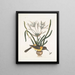 Pica luteonigra varia Le Pye jaune et noir Lilio-Narcissus Polianthus Vespa Ichneumon coerulea - Mark Catesby — quadro incorniciato alla parete
