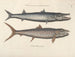 Immagini di pesci, serpenti, insetti e altri animali così come di alcune piante - Mark Catesby — vista dell’opera
