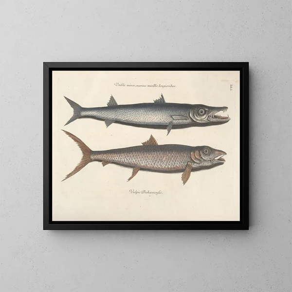 Immagini di pesci, serpenti, insetti e altri animali così come di alcune piante - Mark Catesby — quadro incorniciato alla parete