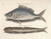 Immagini di pesci, serpenti, insetti e altri animali così come di alcune piante - Mark Catesby — vista dell’opera