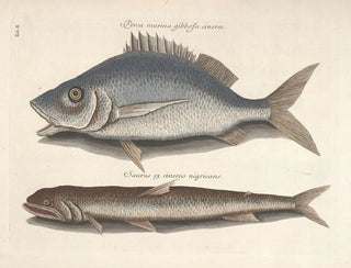 Immagini di pesci, serpenti, insetti e altri animali così come di alcune piante - Mark Catesby — vista dell’opera
