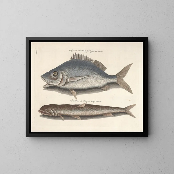 Immagini di pesci, serpenti, insetti e altri animali così come di alcune piante - Mark Catesby — quadro incorniciato alla parete