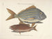Immagini di pesci, serpenti, insetti e altri animali così come di alcune piante - Mark Catesby — vista dell’opera
