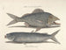 Immagini di pesci, serpenti, insetti e altri animali così come di alcune piante - Mark Catesby — vista dell’opera