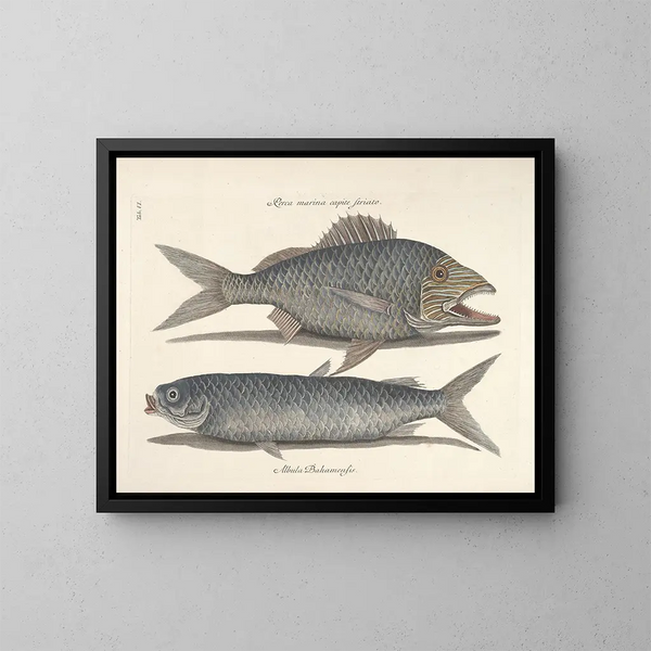 Immagini di pesci, serpenti, insetti e altri animali così come di alcune piante - Mark Catesby — quadro incorniciato alla parete
