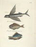 Pesci, serpenti, insetti e alcuni altri animali, così come alcune foto di piante Pl008 - Mark Catesby — vista dell’opera
